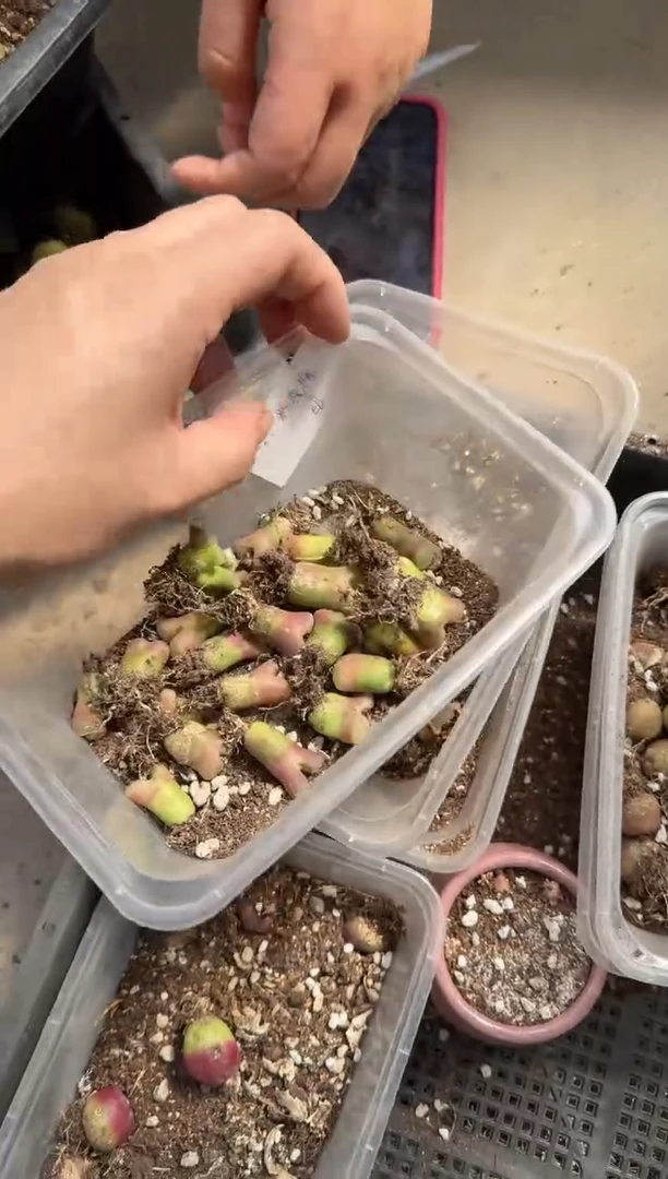 疯狂的多肉石头30-10