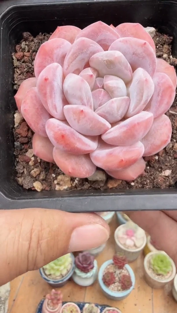 东云多肉园新款-128