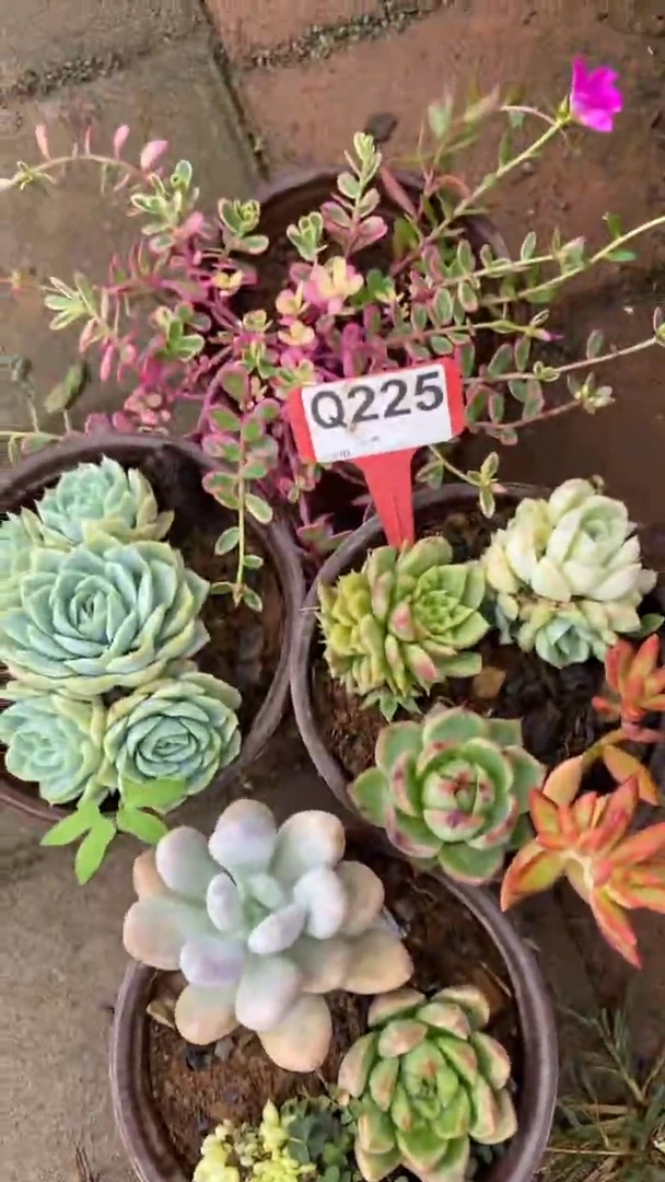 Q225多肉组合默认脱土发货