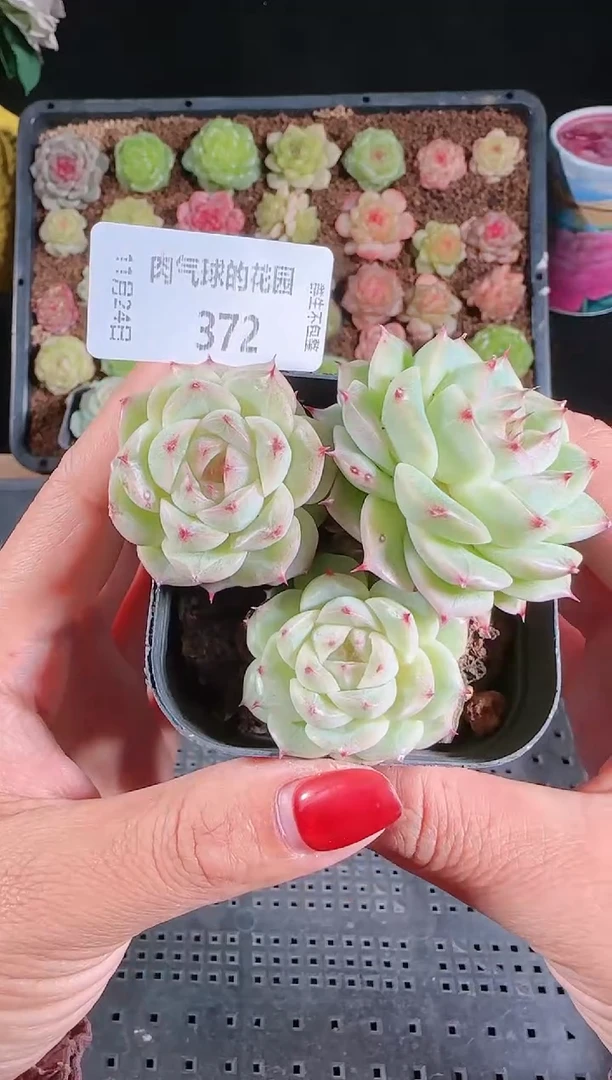 1124-372群生不包整