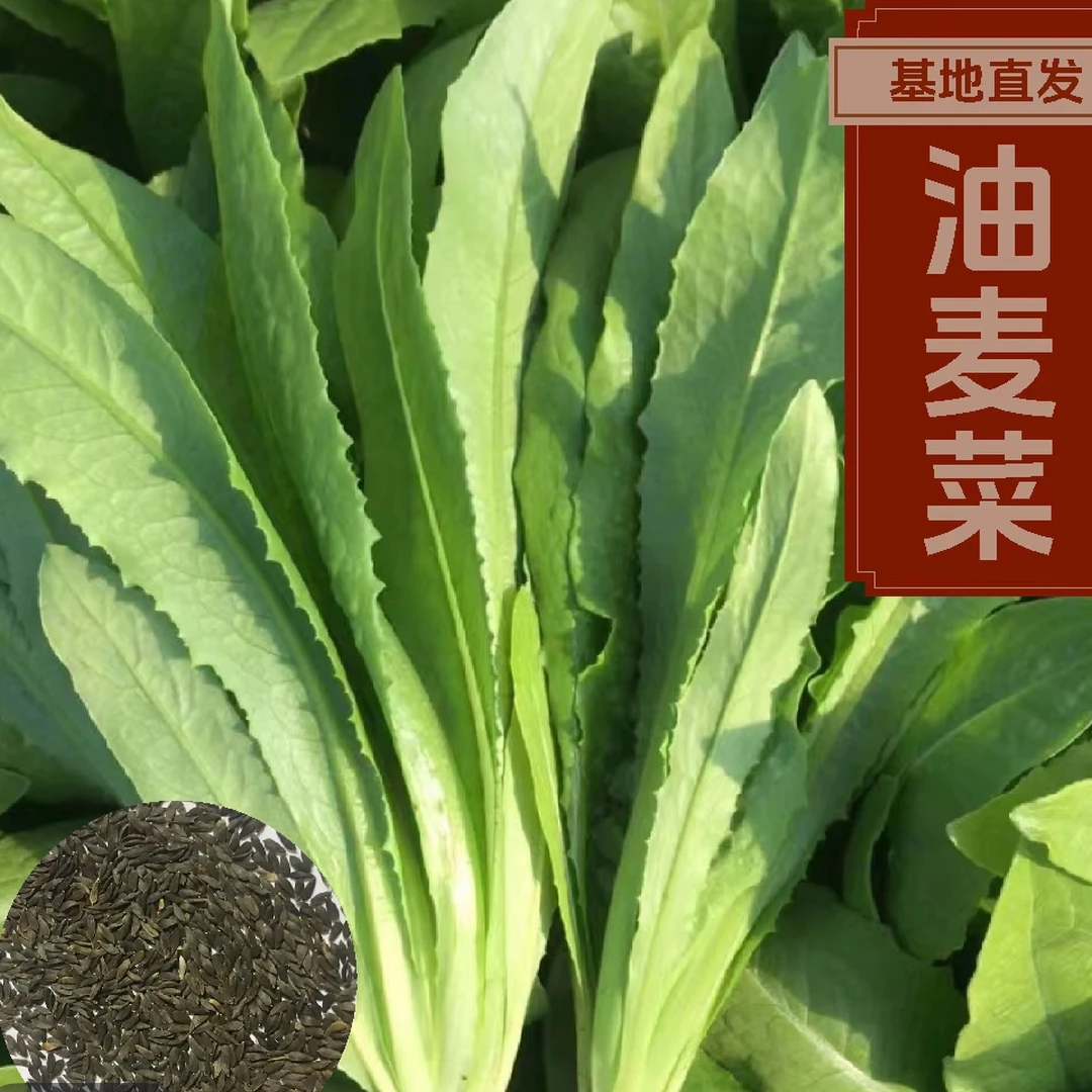 四季油麦菜南北方播种多茬采收脆嫩爽口盆栽地栽