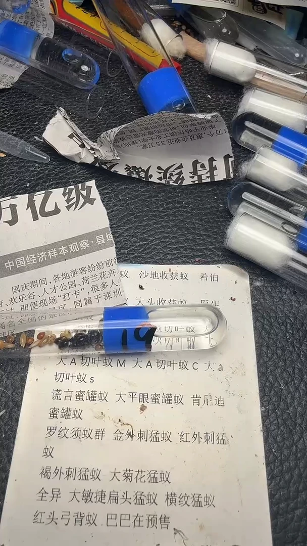 蚂蚁工坊19号双后原生