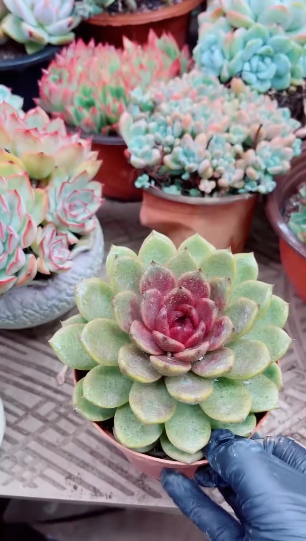 娜****洁07006多肉植物一物一拍