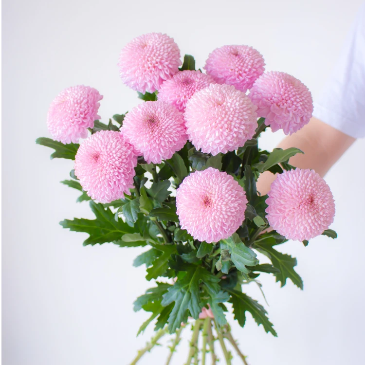 【任意2单以上包邮】乒乓菊-5枝 鲜切花家庭生活鲜花今天下单明天送达