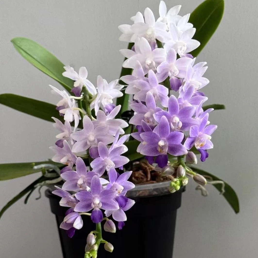 【蓝星苗子】蝴蝶兰桌面阳台盆栽花卉绿植花卉年宵花