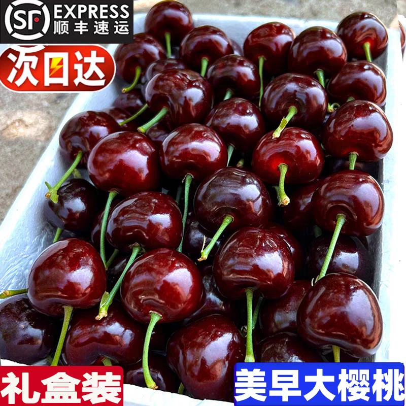 现摘【烟台美早大樱桃新鲜应季水果顺丰空运产地直发