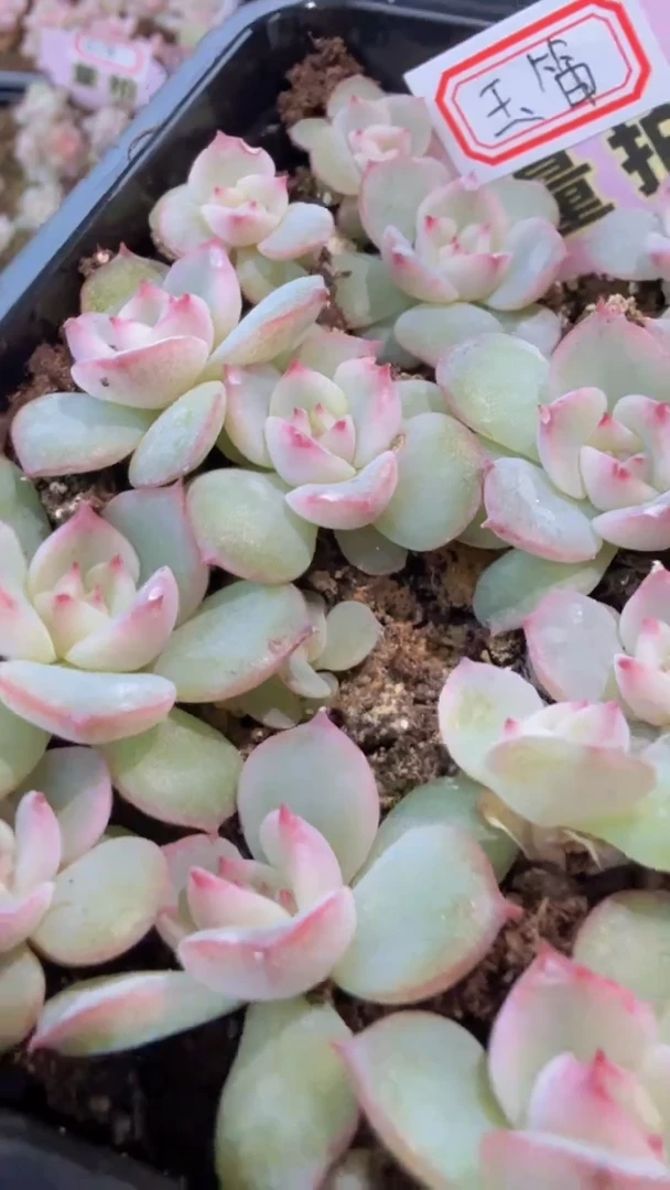 玉笛切糕 量拍多肉植物