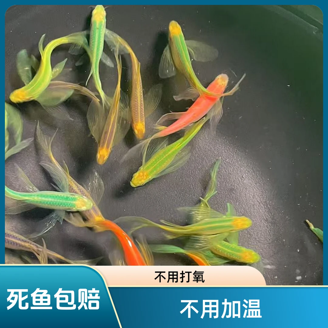 长尾蝶翼斑马鱼小型淡水观赏鱼活体热带鱼包邮