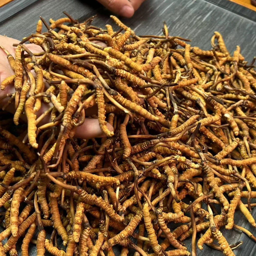 【西藏 那曲】2025 颜色暗 大鲜草 高海拔当天采挖肉节饱满顺丰真空