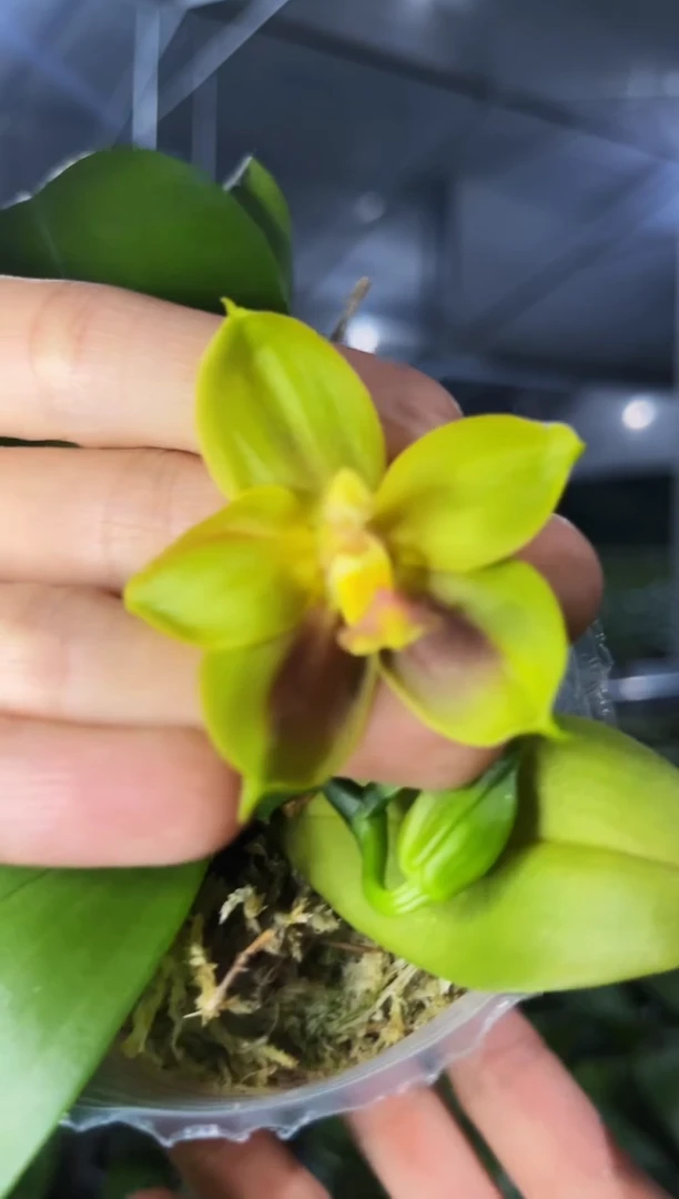 当前无花栽培后可以开花盲盒