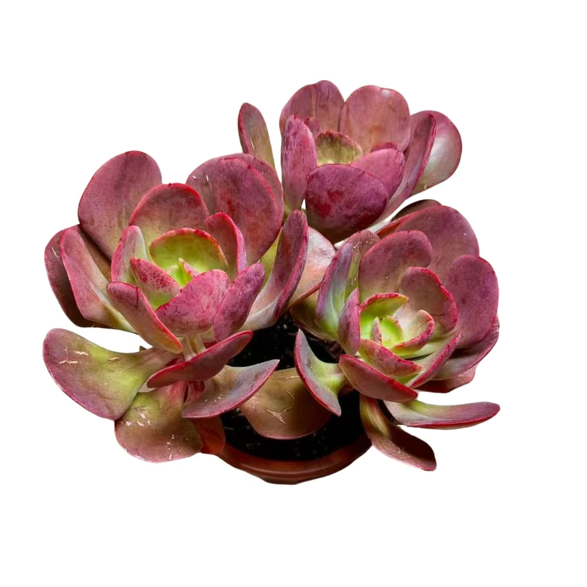 多头大号大唐玫瑰多肉植物基地自产自销包赔