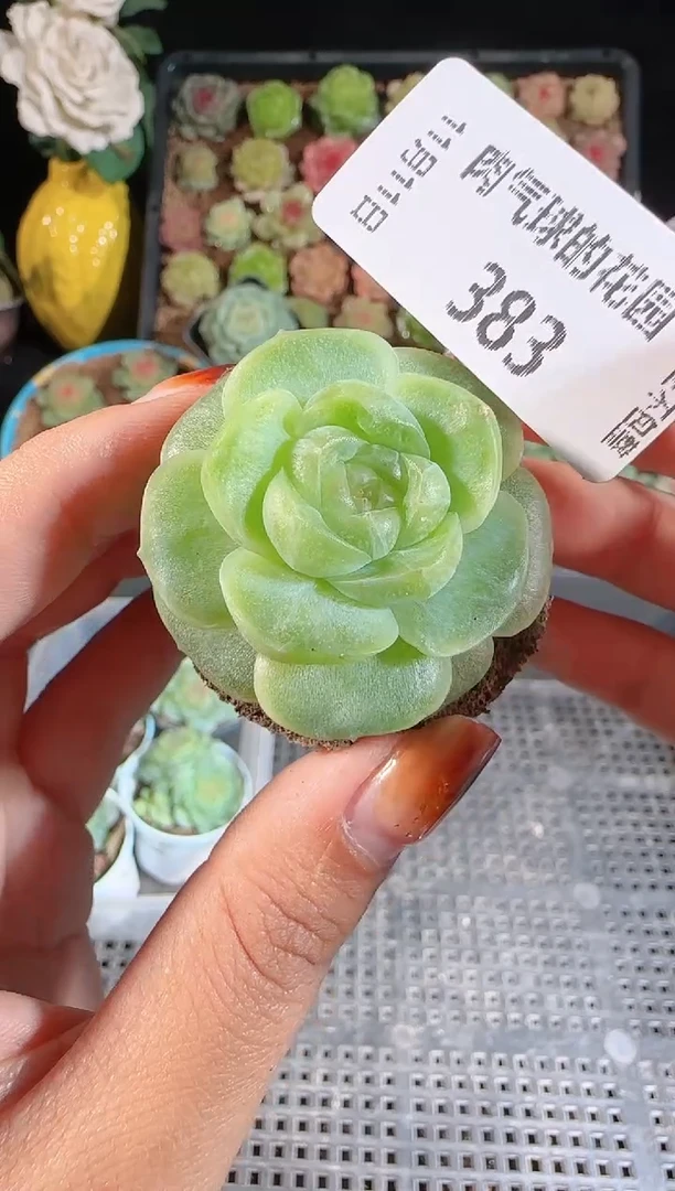 1111-383无土流光（群生不包整）
