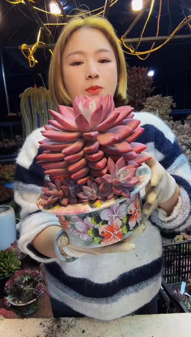 小**～7号一物一拍脱土包邮