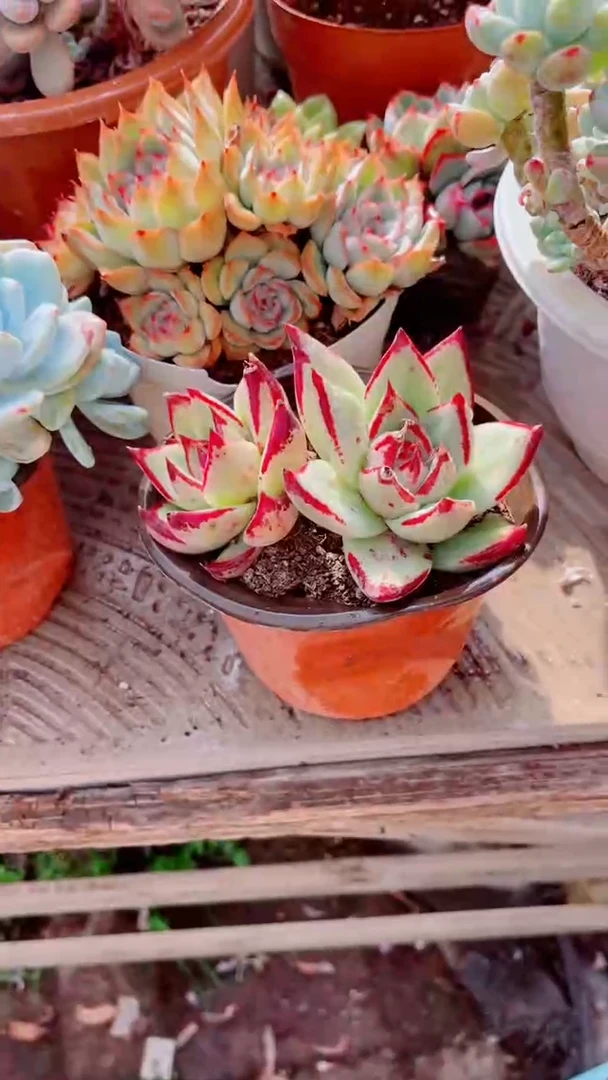 九*多肉植物一物一拍13039