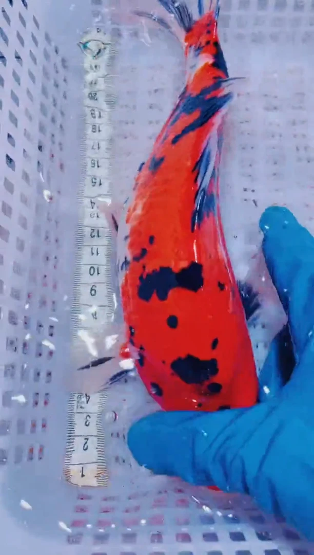 锦鲤血统锦鲤全场包邮108