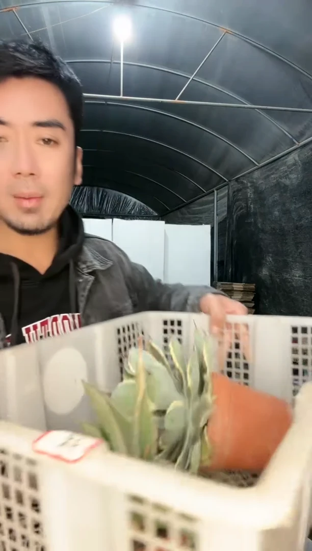 【闪购商品】筐拍 3号