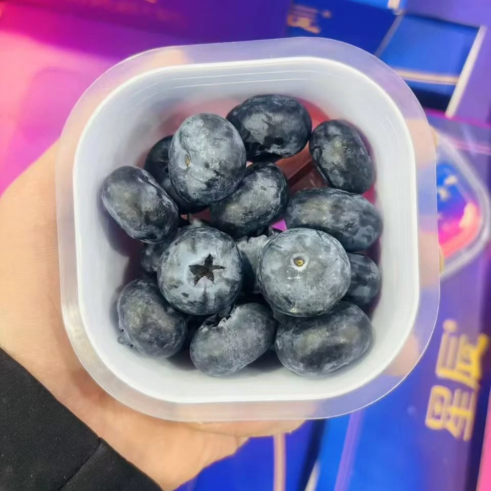 蓝莓杯  精美礼盒包装   送礼