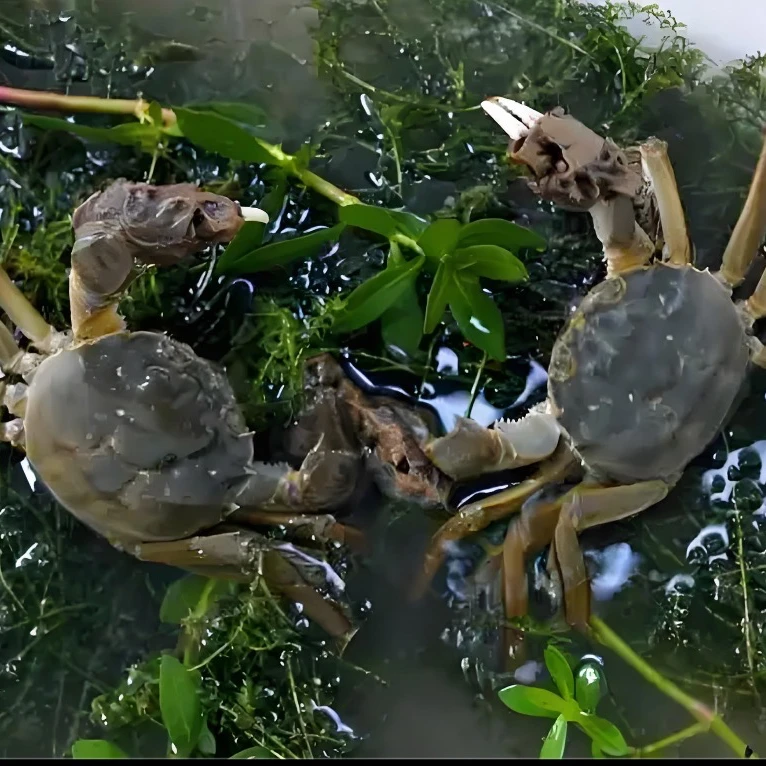 【活蟹】江苏鲜河蟹 母蟹20只（1.1-1.4两）