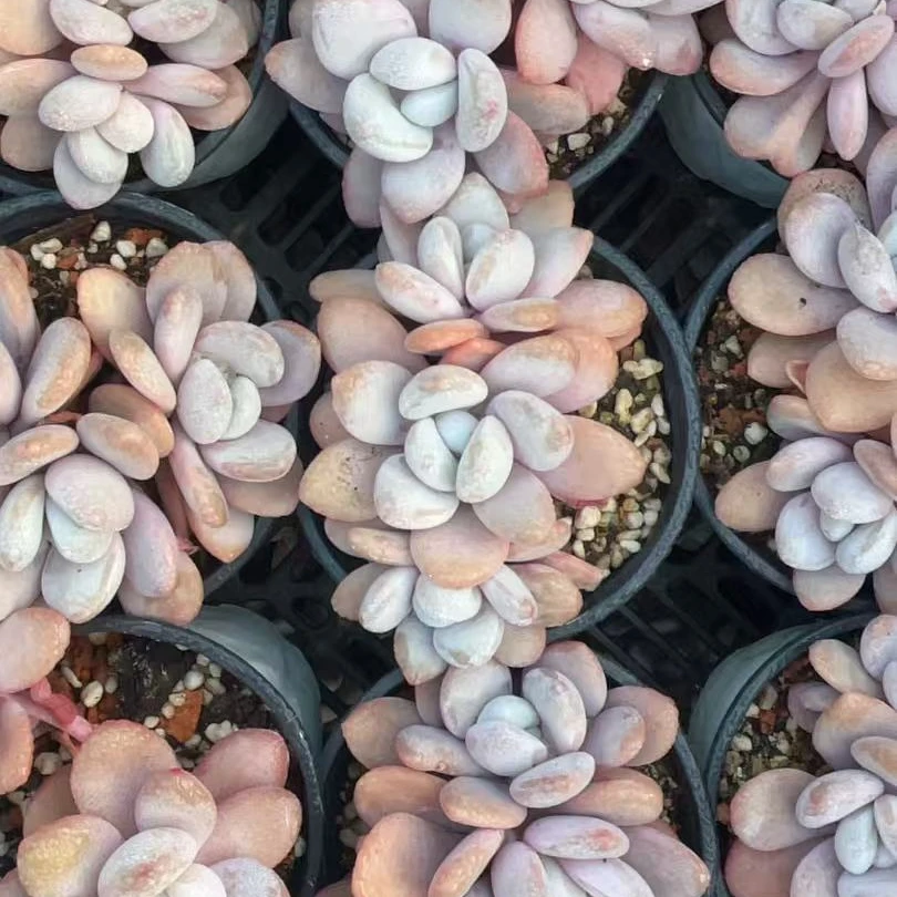 精控小粉兔三头多肉