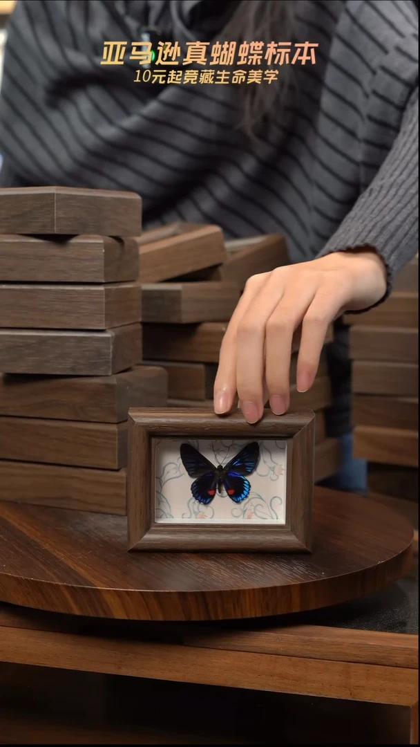 冰箱贴标本摆件d548