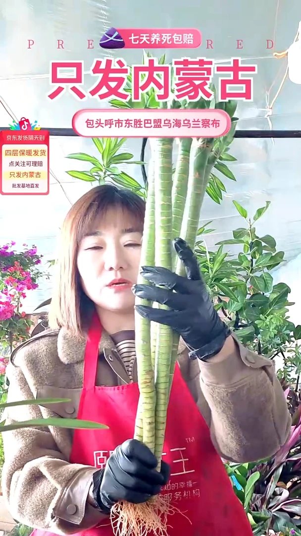 完全开放文昌竹5根带根送花瓶