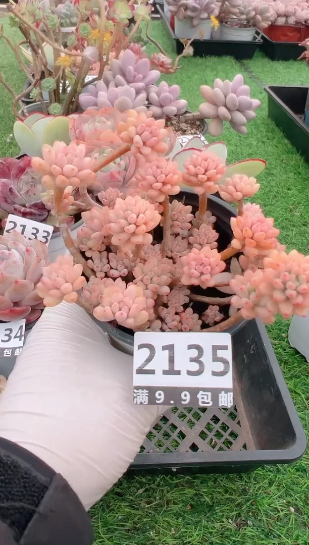 【闪购商品】信福多肉一物一拍