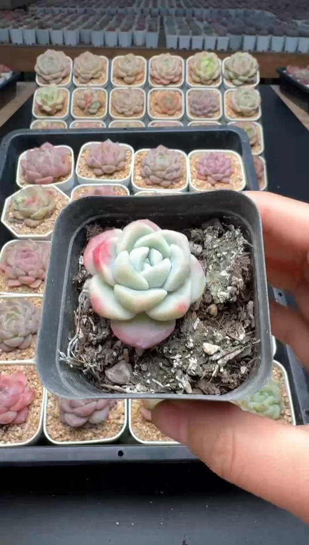【闪购商品】114号一物一拍珍妮多肉花卉植物3颗起发