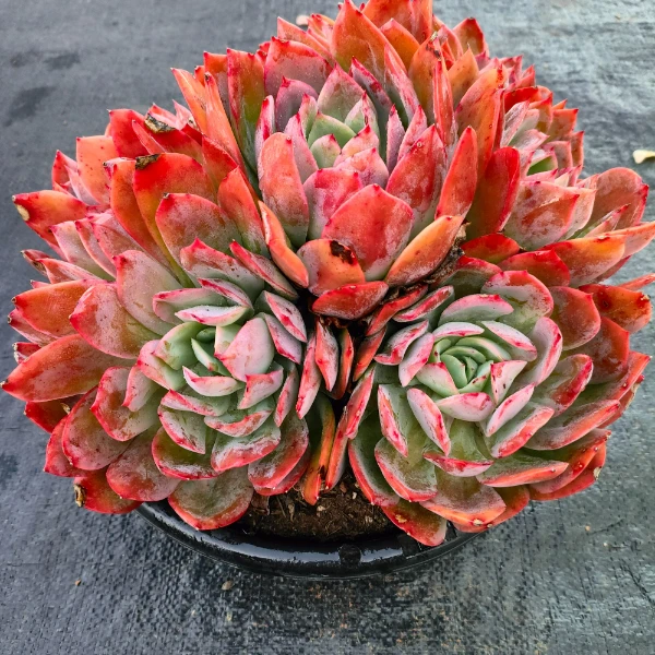 绮罗仙子拍一发两 新手必拍 好看好养