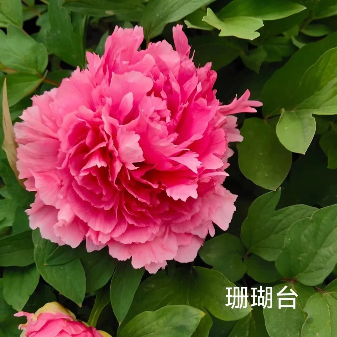 【珊瑚台】6加仑大盆老桩6年以上盆栽牡丹原盆原土（红色系）