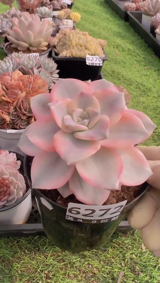 【闪购商品】信福多肉一物一拍