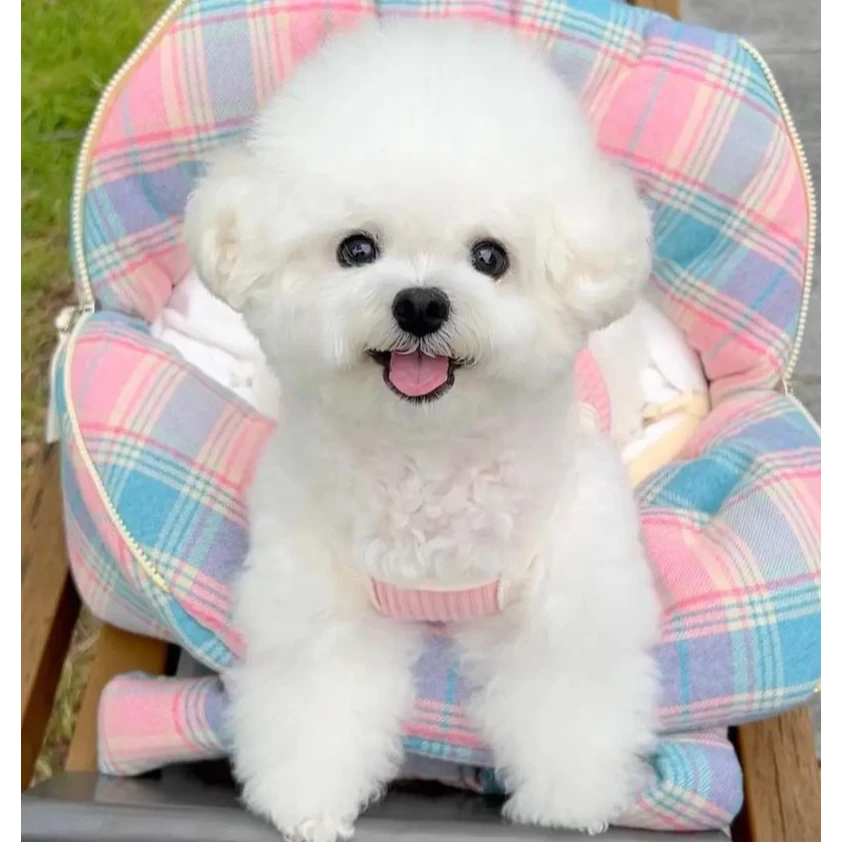 比熊宠物 蔬菜柚子福建省