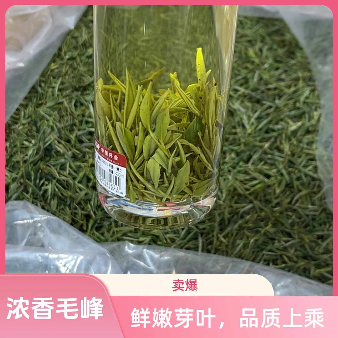 2025年荒山野茶新茶高山雨前浓香安徽黄山老品种土种毛峰茶农直销