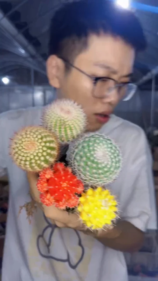 5色球组合【嫁接】