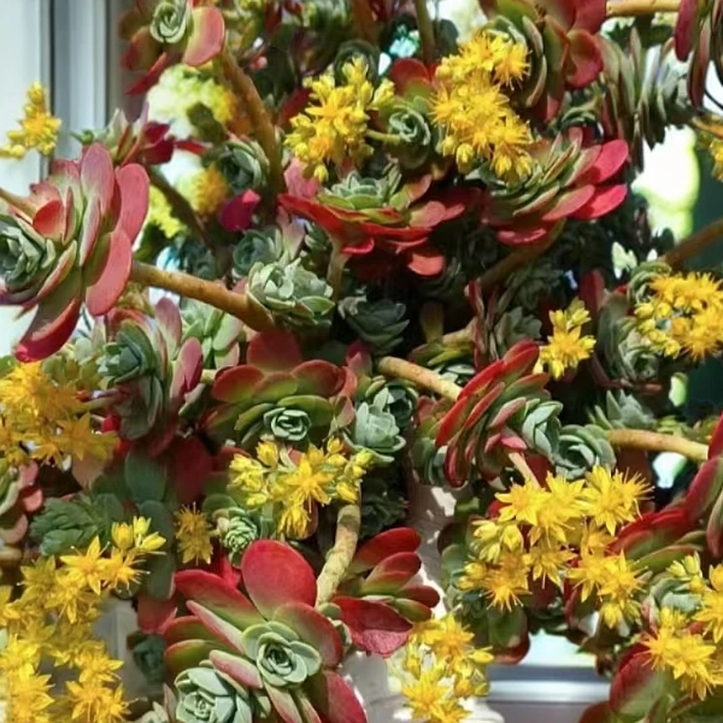 地栽薄化妆 新手必拍 好看好养 多肉植物云南昆明发货