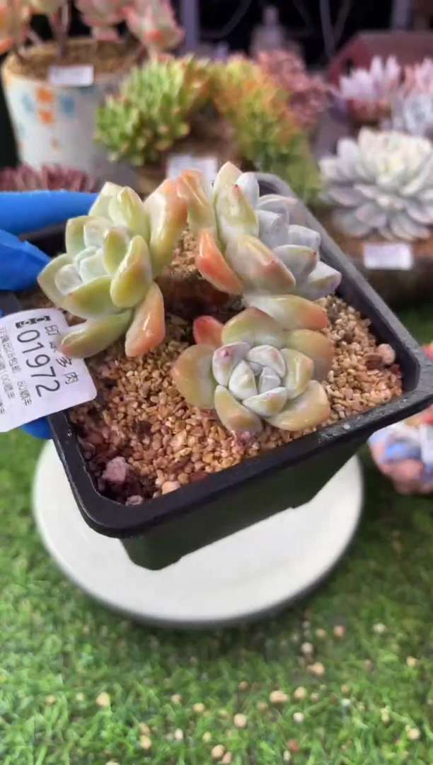 昆明印象多肉01972