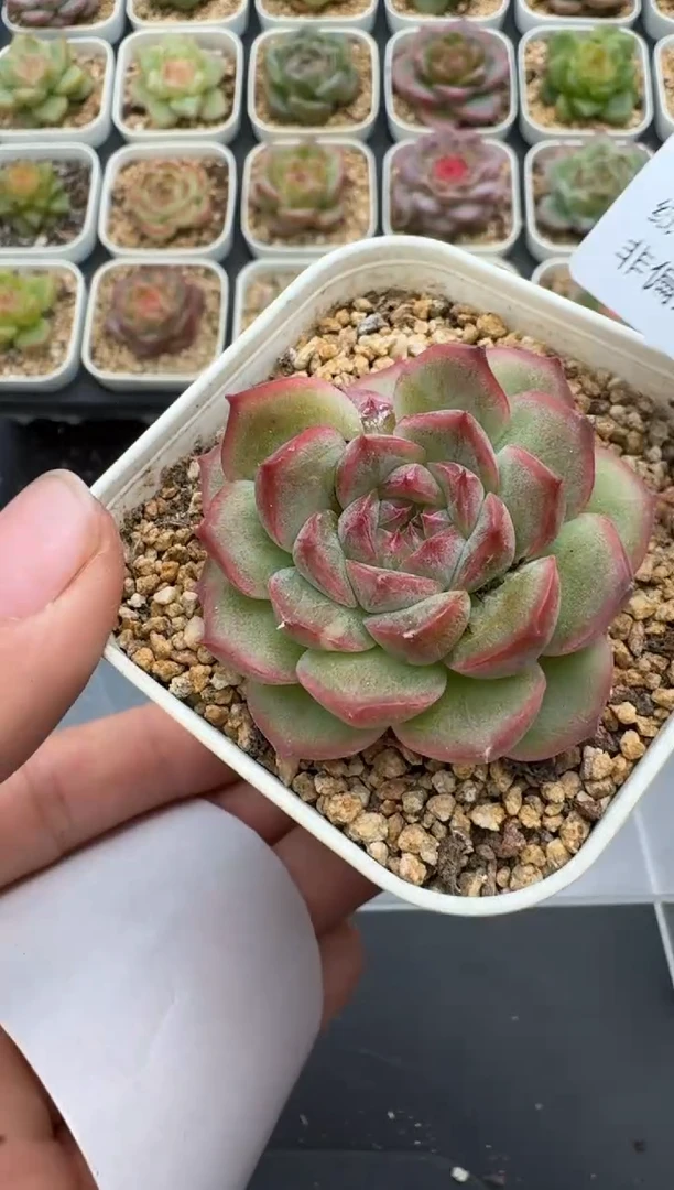 484E云禹多肉植物 带盆土纸巾打包 3颗包邮