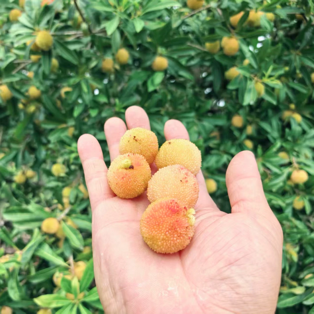 浮宫泡酒大果白杨梅