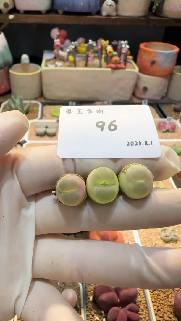 不**灰25.8.1-96多肉