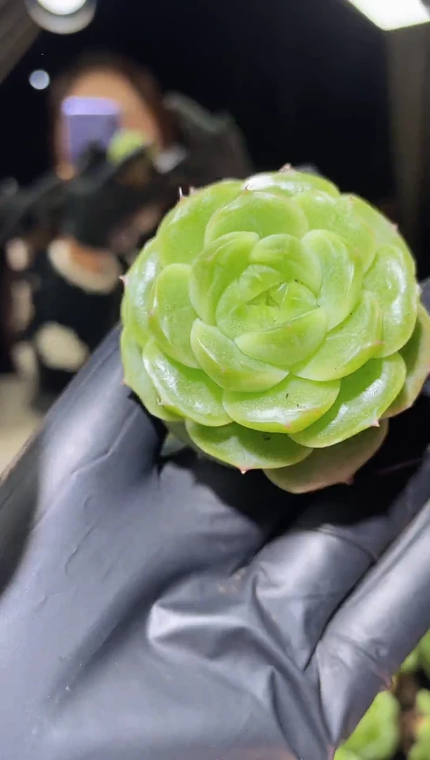 1200 超级冰珍妮 4.0-4.5厘米左右 量拍随机发