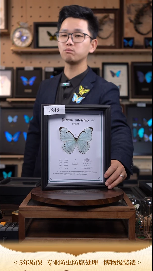 蝴蝶标本摆件竞拍肯特闪蝶d248
