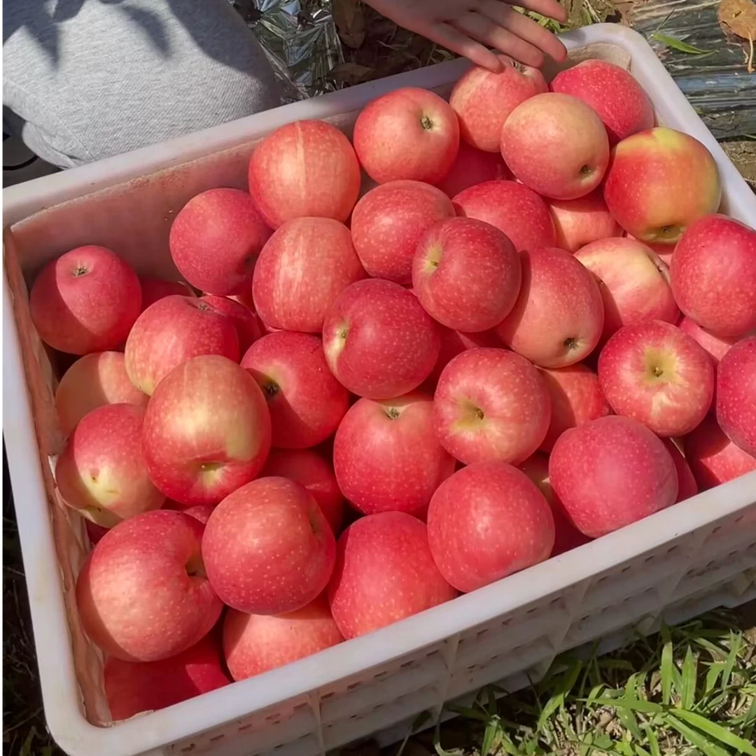 2025新果【绿色食品】陕西洛川早熟嘎啦苹果净重2-8.5斤生鲜水果