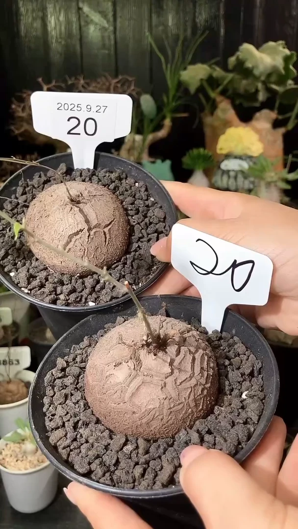 20号927福利南非龟甲龙买1个送1个