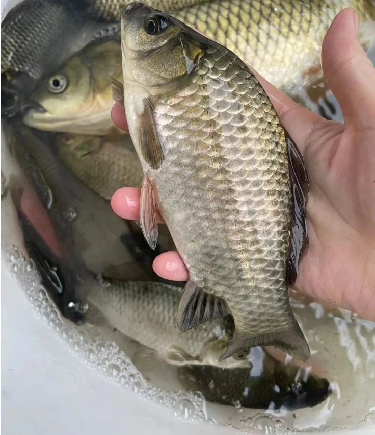 鲫鱼 东北浑江淡水鱼