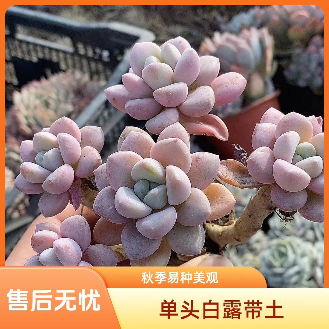 多头白露带土   熊猫多肉  （满19.9包邮）