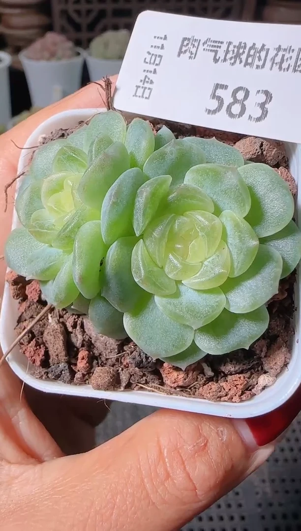 1114-583无尽灯群生不包整