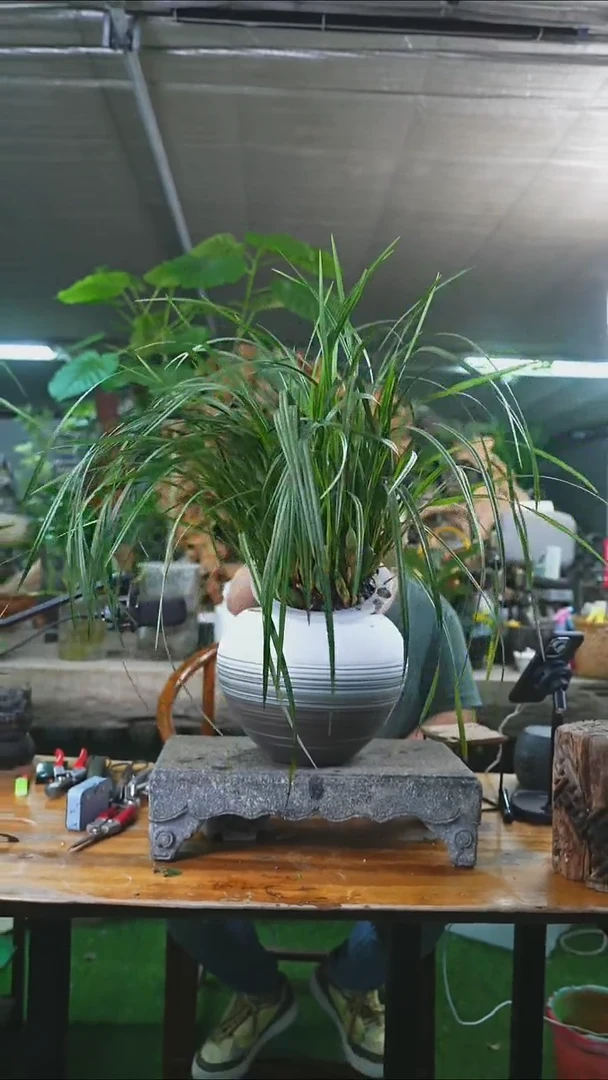 完全开放咖啡兰208T