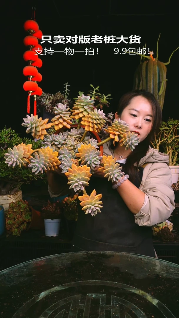 204号紫雾一物一拍