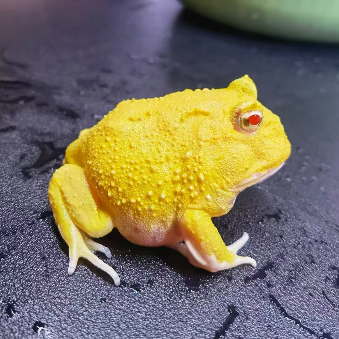 宠物角蛙养定角蛙