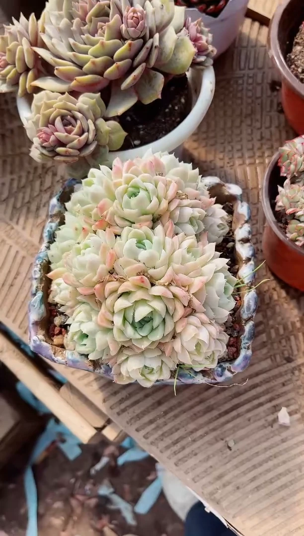 【闪购商品】02471