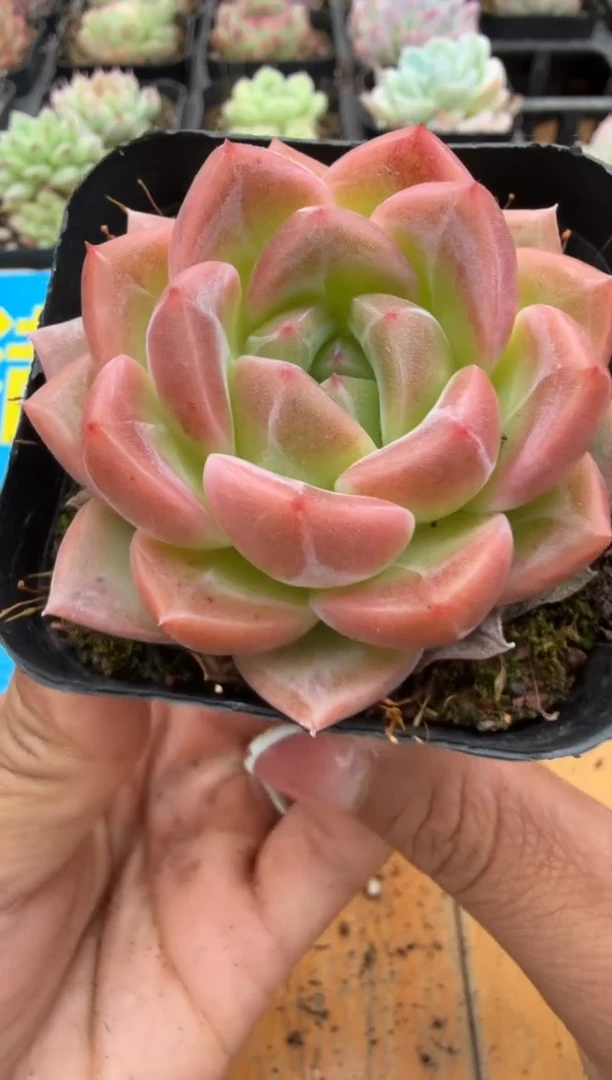 东云多肉园二店-59